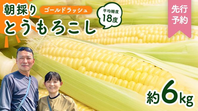 【先行予約 令和7年 6月下旬 以降発送 】 朝採り とうもろこし （ ゴールドラッシュ ） 約 6kg トウモロコシ スイートコーン コーン 野菜 産地直送 期間限定 極甘 [AX019ya]