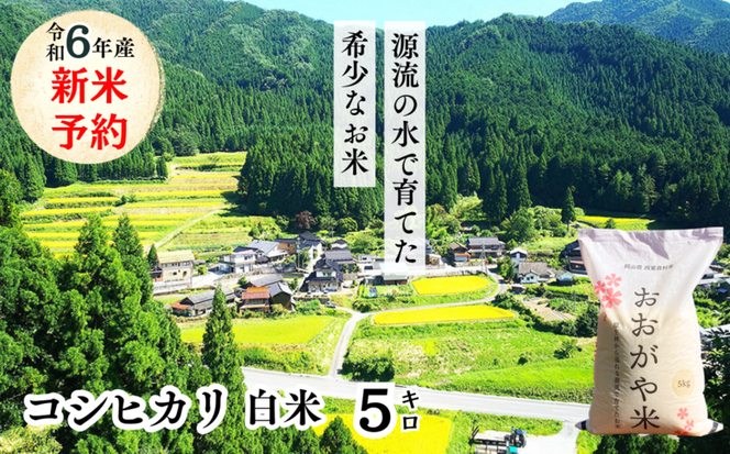 白米 5kg 令和6年産 コシヒカリ 岡山 「おおがや米」生産組合 G-af-ADZA