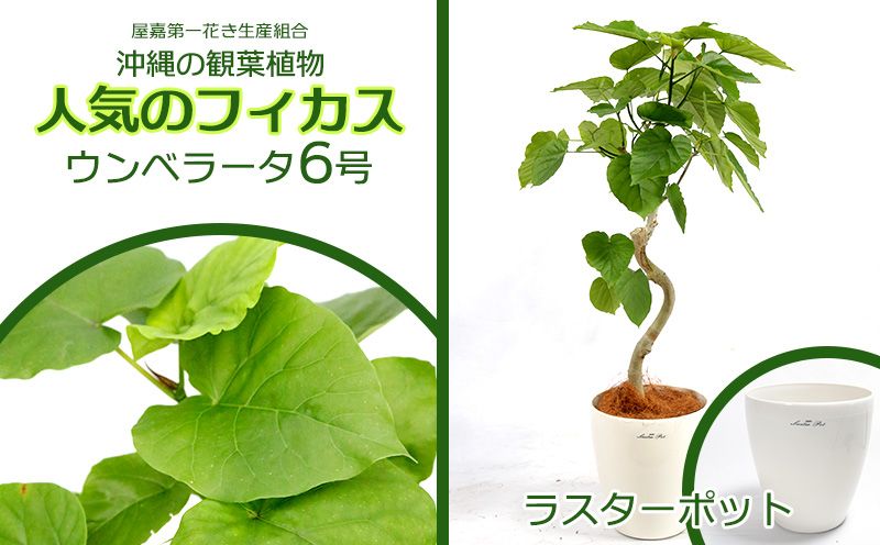 [沖縄の観葉植物]人気のフィカス ウンベラータ6号 ラスターポット インテリアグリーン ゴムの木 ゴムノキ ガーデン 風水 鉢植え 癒し 成長記録 成長記録 専門店 生活 オフィス おすすめ 暮らし おしゃれ 南国 日光 水やり お祝い 送料無料