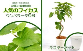 ★【沖縄の観葉植物】人気のフィカス ウンベラータ6号 ラスターポット インテリアグリーン ゴムの木 ゴムノキ ガーデン 風水 鉢植え 癒し 成長記録 成長記録 専門店 生活 オフィス おすすめ 暮らし おしゃれ 南国 日光 水やり お祝い 送料無料