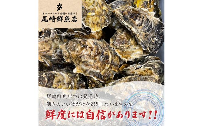 【予約：2024年11月上旬から順次発送】サロマ湖湯通し2年 活貝牡蠣 2.5キロ 25～30個 ( カキ 魚介類 期間限定 2.5kg )【091-0003-2024】