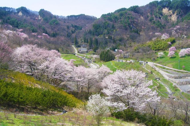 【返礼品なしの寄附】長野県池田町への応援 1口：5,000円 [長野県 池田町 48110654] 寄附 応援 支援 寄付のみ