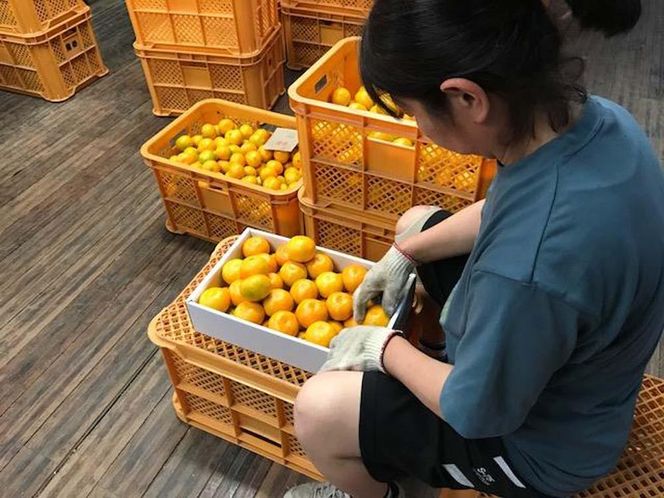 極早生 有田 みかん 化粧箱 小箱 特秀 M サイズ 20玉入 南泰園 和歌山 有田みかん BS605