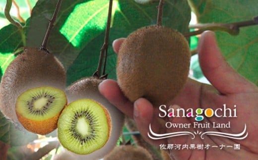 令和7年度果樹オーナー権(キウイ)[30日以内に出荷予定(土日祝除く)]---sanagouchi_sko_5_1k---
