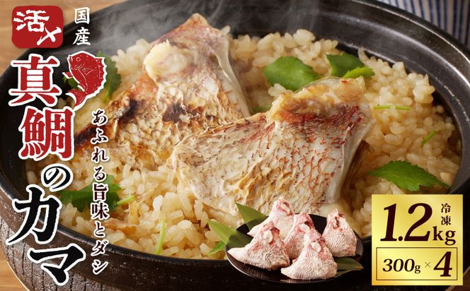 005A601 国産 活〆養殖 真鯛のカマ 合計1.2kg【小分け 300g×4P 訳あり サイズ不揃い 冷凍】