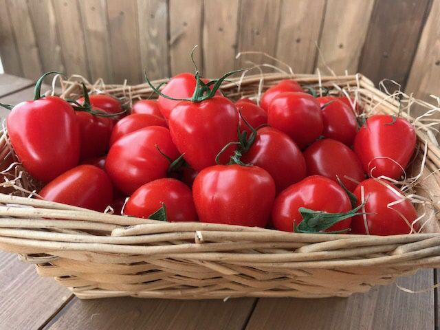 【2026年度予約分】【お試し】幻のミニトマト🍅トマトベリー約800g 長田農園 野菜ソムリエサミット 金賞 受賞 産地直送 トマト とまと 野菜 やさい フルーツ サラダ 濃厚 甘い ご褒美 プレゼント 美容 健康 リピート多数 人気 高評価 先行受付 数量限定 碧南市 H004-114