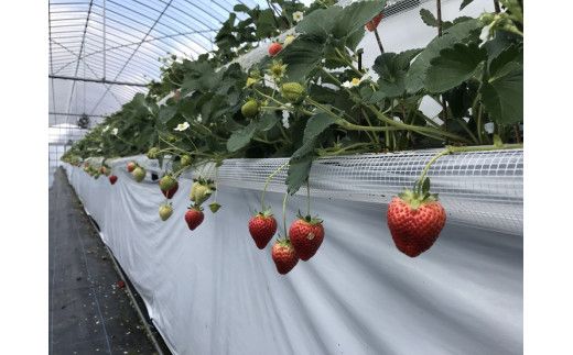 福岡県産　いちご3種食べ比べ　6パックセット【ナチュレッシュ・ファーム・ジェイピー】_HA1340