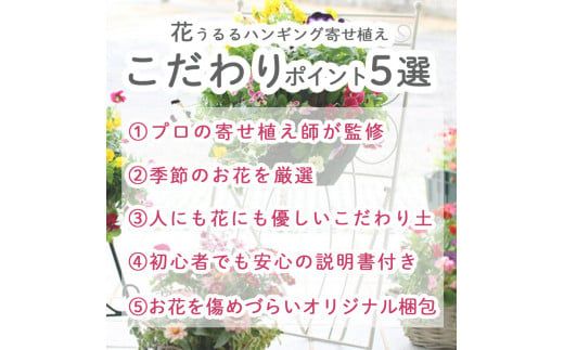 C052 宿根草「ヒューケラの花うるるハンギング寄せ植え」Ｍサイズ