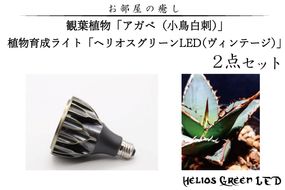 BN012-1　お部屋の癒し　観葉植物「アガベ（小島白刺）」と植物育成ライト「ヘリオスグリーンLED（ヴィンテージ）」の2点セット