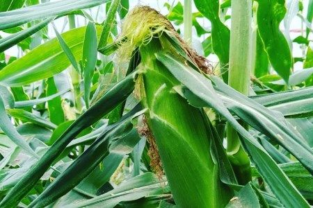 BF113 10月下旬から出荷！「幻の朝どれホワイトコーン！」Lサイズ以上×5本セット【全国的にも珍しい秋季出荷】