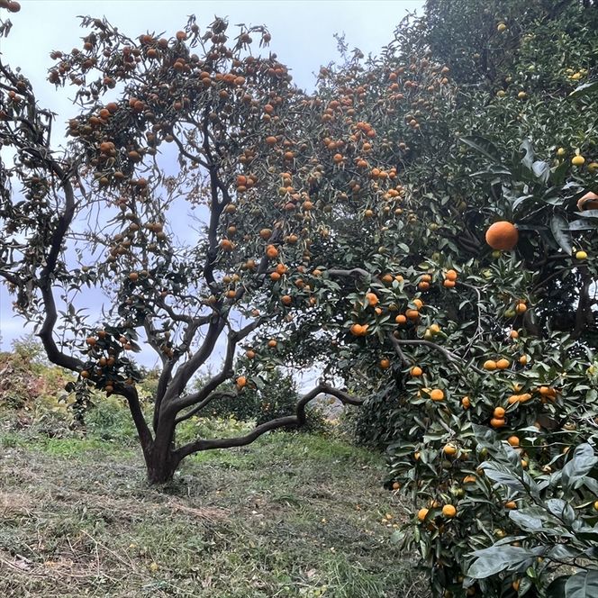 159-2036-01　大磯産オリジナルスパイス2種セット（それぞれ１５g）【 スパイス 調味料 神奈川県 大磯町 お土産 父の日 贈答品 母の日 ギフト お歳暮 食品 】