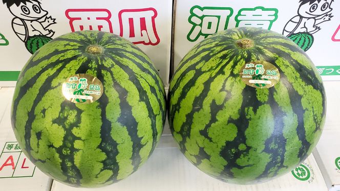 《 先行予約 》 牛久市産 河童 西瓜 L 2玉 ( 約 12kg ) 【 2026年6月中旬発送開始 】 果物 フルーツ Lサイズ スイカ すいか 期間限定 旬 国産 アイス シャーベット [DV008us]