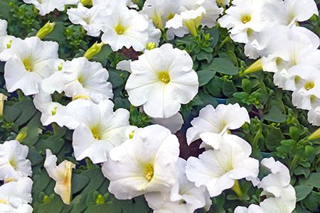 [定期便／年3回] 季節の草花 詰め合わせ｜花苗 ポット苗 宿根草 多年草 一年草 園芸 ガーデニング [0134]