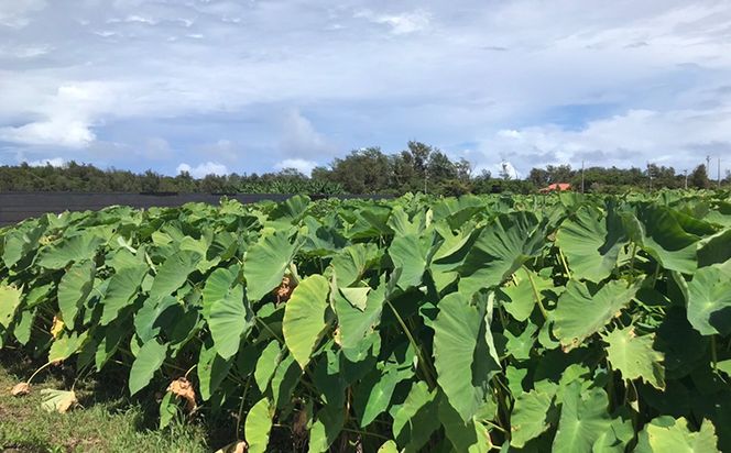 金武町特産「笑う芋」田芋（ターンム） 伝統食材 美味しい 自然 風味 地産 特産品 国産 料理 和食 お気に入り 美味しい ヘルシー 地元愛 懐かしさ 沖縄県 丁寧な栽培 食品 人気 産地直送 送料無料