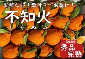 【先行予約】太陽園の葉付き　不知火　 5kg（露地栽培）　完熟　収穫翌日発送！／ORYY推薦商品 BA20