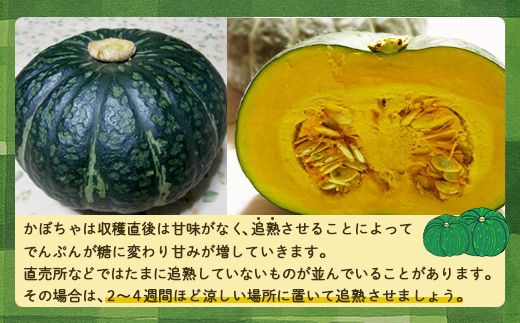 北海道 豊浦産 かぼちゃ 味平 20kg 10～14玉入り TYUH005