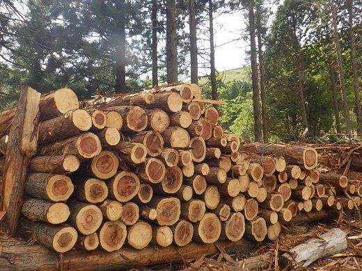 1B14「きこりの薪」C富士山セット 針葉樹と広葉樹