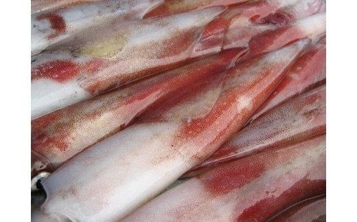 【おうちでほっこりいかご飯セット】島のイカとお米で絶品ごはん！