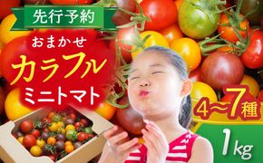 いろどりあざやか カラフルミニトマト 1.0kg 野菜 ミニトマト サラダ 愛西市 / 株式会社石原農園[AEBG001]