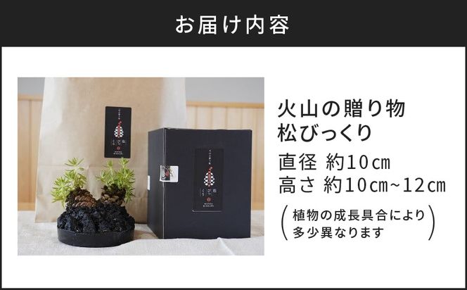 火山の贈り物　ミニ観葉植物『松びっくり』　溶岩土台松ぼっくり苔植物　K089-001