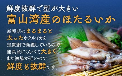 【6か月定期便】ほたるいか 素干し 100枚 ｜ おつまみ 肴 ハマオカ海の幸 定期便 魚貝類 干物 加工品 いかの干物 ホタルイカの干物 お酒のあて 日本酒に合う 晩酌 ※北海道・沖縄・離島への配送不可