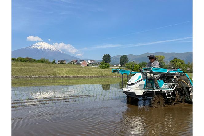 ピロール米　御殿場こしひかり　5kg ◇ ｜ 令和7年産 コシヒカリ 米 精米 白米 静岡県