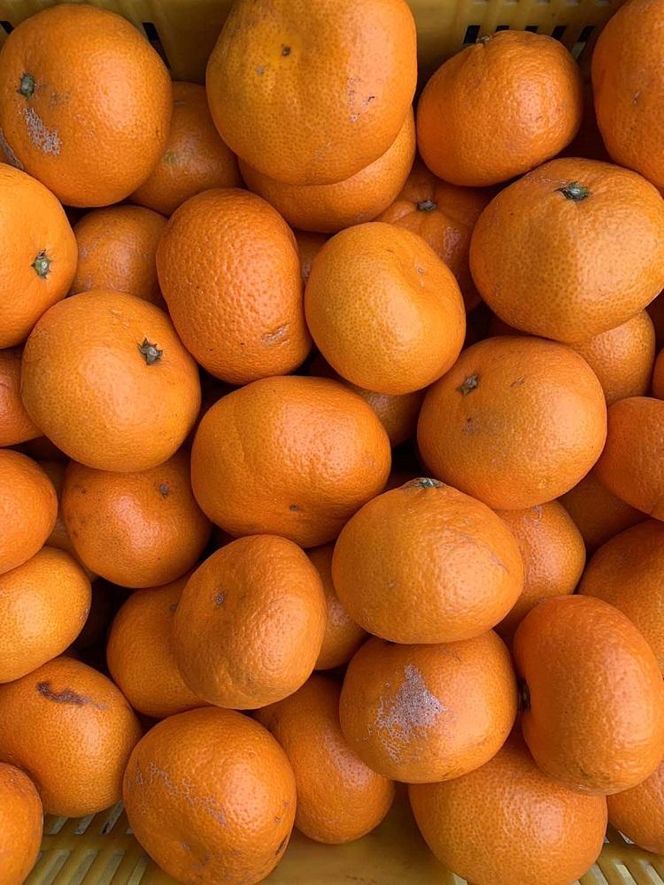 越冬本貯蔵 丹生みかん（にゅうけい） 約10kg  家庭用 混合サイズ ［高糖系］［マルシ農園］ CC58