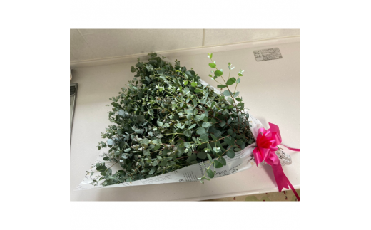 ユーカリ（生）フラワーアレンジ - ブーケ 生花 アレンジメント 国産 熊本県産 切り花 15～20本 インテリア 虫よけ作用 人気 おすすめ 熊本県 甲佐町