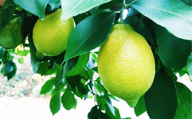 【2025年10月～発送】国産 レモン  2kg フルーツ 柑橘   / 南島原市 / 長崎県農産品流通合同会社 [SCB017]