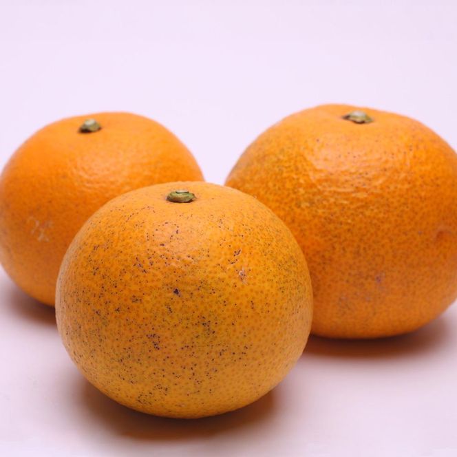 ［先行予約］家庭用 樹上完熟はっさく5kg+250g（傷み補償分）［有田の春みかん・五月八朔・木生りはっさく］［光センサー選別］［訳あり・わけあり］ CZ125