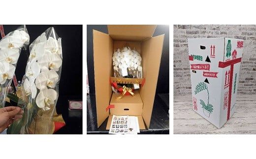 B027 【農林水産大臣賞受賞品種】ミディ系ピンク胡蝶蘭！『乙姫（おとひめ）』3本立