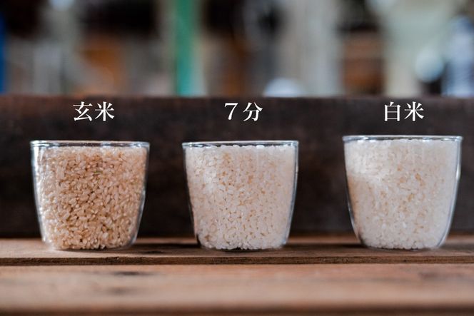 定期便 コシヒカリ 玄米 10kg×1×3回 総計30kg [農家にしの 石川県 宝達志水町 38600631] 米 お米 ご飯 ごはん