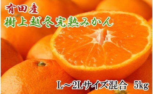 【濃厚・まろやか】有田産樹上越冬完熟みかん5kg（L～2Lサイズ混合・秀品）★2026年1月下旬頃より順次発送 	BZ054