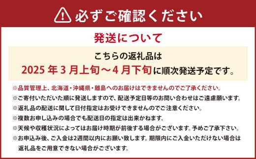 春の あまおう （2L・2A・G規格以上 約250g～270g×4パック） いちご 苺 イチゴ【2025年3月上旬～4月下旬発送予定】