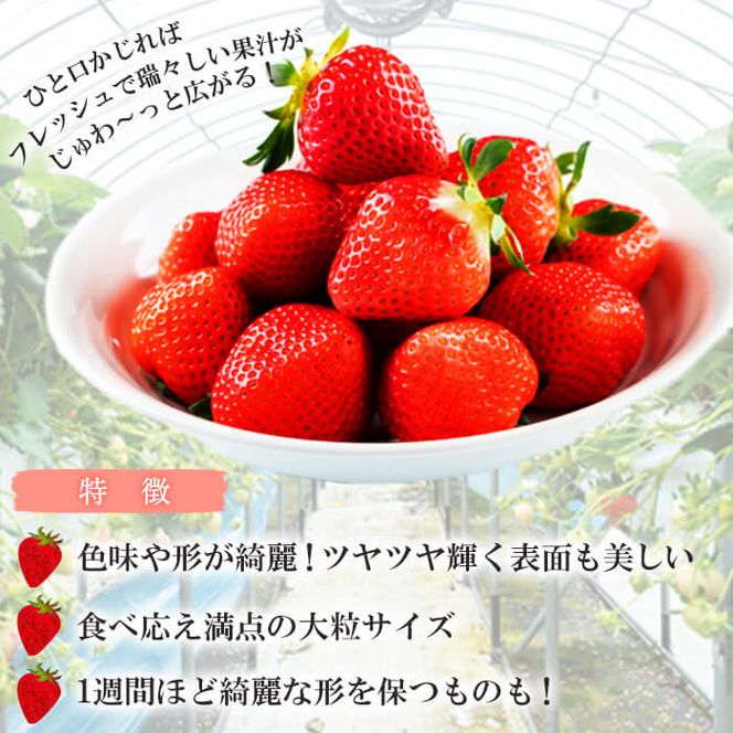 〈先行予約受付中！〉【数量限定】鹿児島県産朝採れイチゴ「恋みのり」約1080g(約270g×4パック) a3-209