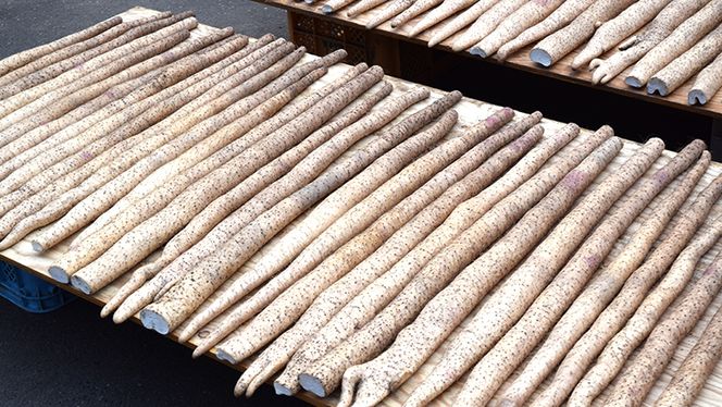 ASIAGAP認証農場 の 自然薯 1.5kg 茨城県 筑西市産 じねんじょ 山芋 芋 イモ いも とろろ 山菜 ASIAGAP [DD002ci]