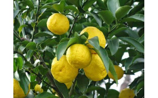 A4303ゆずピール（80g×4袋）