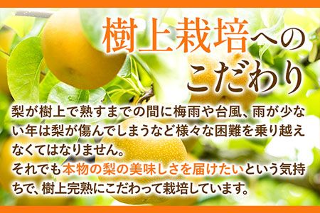 梨 完熟梨 ( あきづき 新高梨 新興梨 のいずれか) 約4.5-5kg (8～18玉) フルーツ 果物 旬 熊本県長洲町産 大渕観光梨園 《9月上旬-12月中旬頃出荷》フルーツ 梨 なし---sn_obcns_ae912_26_15000_5kg---