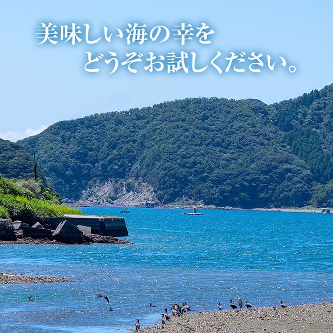  佐伯市産 国産海藻詰め合わせ (9品) ひじき 海藻 ふりかけ ちりめん こんぶ あおさ 味噌汁 サラダ ごはん おにぎり 常温 国産 大分県 佐伯市【DE03】【安部水産 (株)】