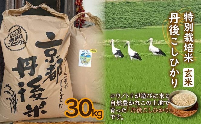 【先行予約】特別栽培米　令和6年産　丹後こしひかり　玄米30Kg　KU00036