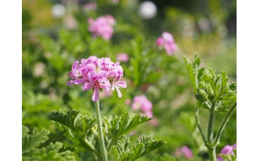 ナチュラル化粧品ベーシック3セット FFEZ001 132-002