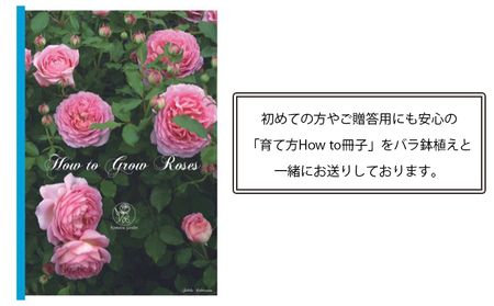 バラ鉢植え「カシス オレンジ」 SWBD007