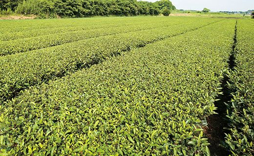 鹿児島茶【緑茶】100ｇ×4袋【W601】