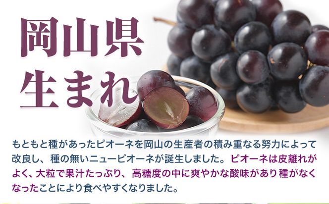 【先行予約】 岡山県産 ニューピオーネ 2房 480g以上 露地栽培 葡萄 果物 厳選出荷 スイーツ フルーツ デザート 岡山県矢掛町《9月上旬-10月下旬頃出荷》 種なしぶどう 【配送不可地域あり】---osy_chbf24_ak9_26_17500_2---