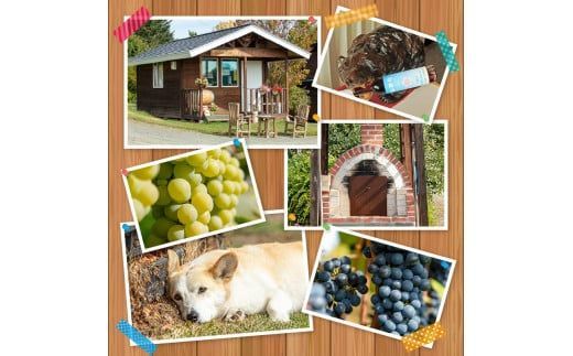 【オホーツクブランド認証ワイン】北見産ぶどう100％のワイン 桜夢雫 清舞(赤)( 清舞 赤 ワイン 北見市産ぶどう ブドウ 赤ワイン オホーツク ディナー )【075-0007】