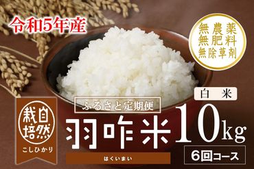 [A249] 【定期便】【新米予約（11月発送開始）】【無農薬】【白米】能登のこだわり自然栽培こしひかり『羽咋米』 10kg×６回コース