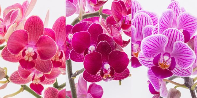 三木市で育てた大和ハウスのミニ胡蝶蘭 COCOLAN ベーシック（1本立ち） 【お花の色お任せ】