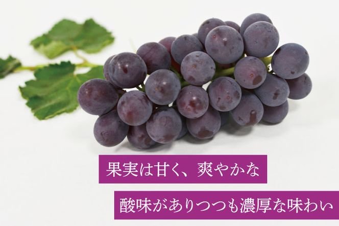 【先行予約】数量限定！種無しぶどう 巨峰 合計2kg (4～6房) | 8月下旬より順次発送 数量限定 ブドウ 葡萄 巨峰 種なし 種なしブドウ 旬 果物 フルーツ 濃厚 ジューシー 益子町産 新鮮 (DC001)