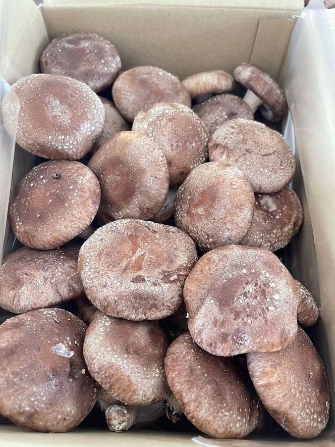 【一週間以内に発送】生しいたけ　肉厚シイタケ　無農薬　菌床栽培　4kg【ハタモト農産】_HA1004