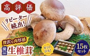 肉厚 生椎茸 【優品】15枚セット / 生しいたけ 生シイタケ きのこ キノコ 茸 / 南島原市 / サンエスファーム [SBX003]